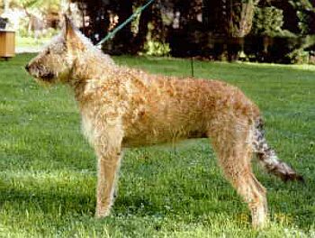 Belgick� ov��k Laekenois