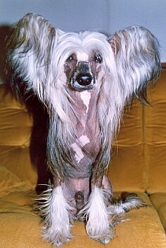 ��nsk� chocholat� pes