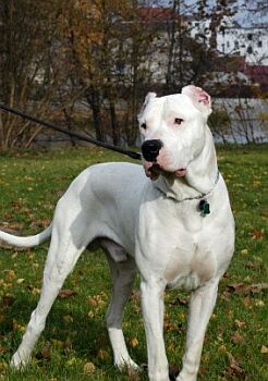 Argentinsk� doga - Dogo Argentino