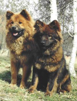 Eurasier
