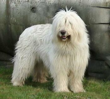 Jihorusk� ov��k