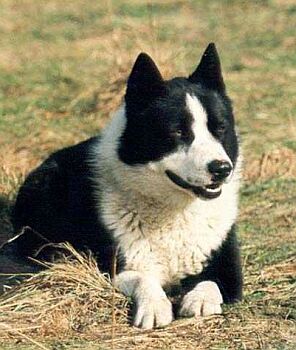 Karelsk� medv�d� pes