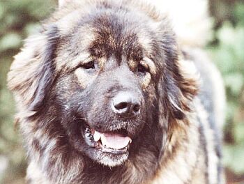 Kavkazsk� ov��k  - detail hlavy