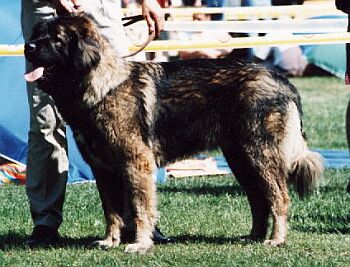 Kavkazsk� ov��k