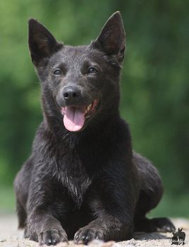 Australsk� kelpie - Australian Kelpie