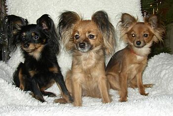 trojice moskevsk�ch toy teri�r�