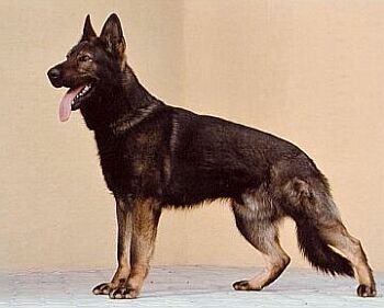 N�meck� ov��k vlko�ed�