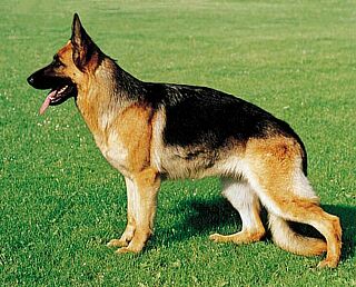 N�meck� ov��k �ern� se znaky