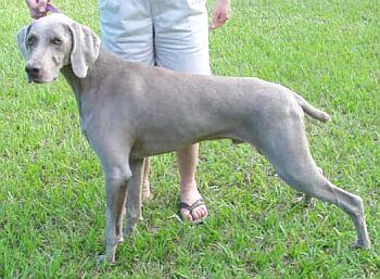 V�marsk� oha� - Weimaraner