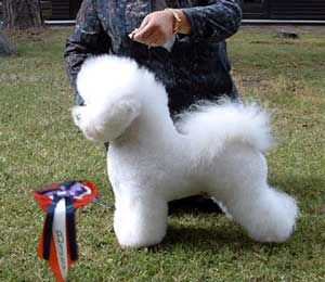 Petit Ami�s Braveheart