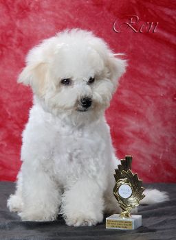 BORN TO BE WILD Regina Bichon�s