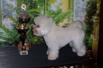 GINGER MEGBL Z PODCHOTOUCÍ GINGER MEGBL Z PODCHOTOUCÍ