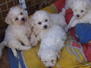 H�d�s a jeho br�kov� Houssay Vigin a Hurricane Vigin