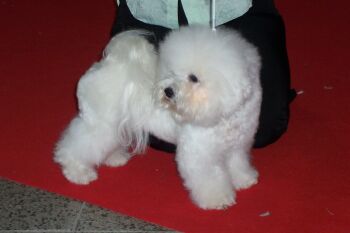 HELLEN ODEBL Z PODCHOTOUCÍ HELLEN ODEBL Z PODCHOTOUCÍ