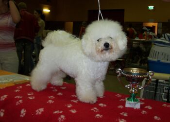 MAJESTIC Regina Bichon�s