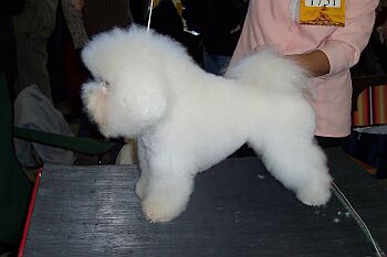 Bišonek - pes Bišonek - pes