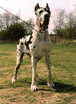 Boby z Josefovsk�ch bud CS