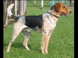 �esk� strakat� pes