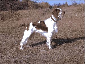 Irsk� �ervenob�l� setr