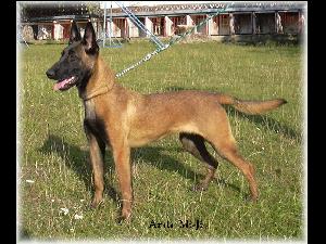 Belgick� ov��k  -  malinois