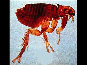 Blecha ps� - Ctenocephalides canis