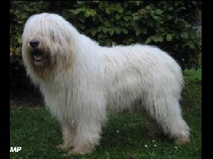 Jihorusk� ov��k, jihorus - Ioujnorousskaia Ovtchar