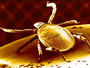 Kl�t� obecn� - Ixodes