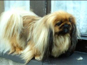 Pekingsk pal�cov�