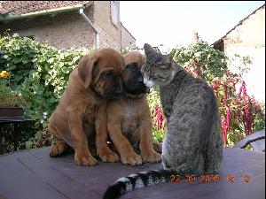 TOSA INU - chovatelsk� stanice Tosa Centrum