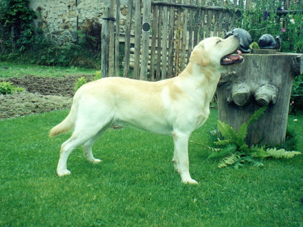 Labrador Retriever