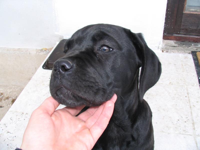 Sheeva - Cane corso