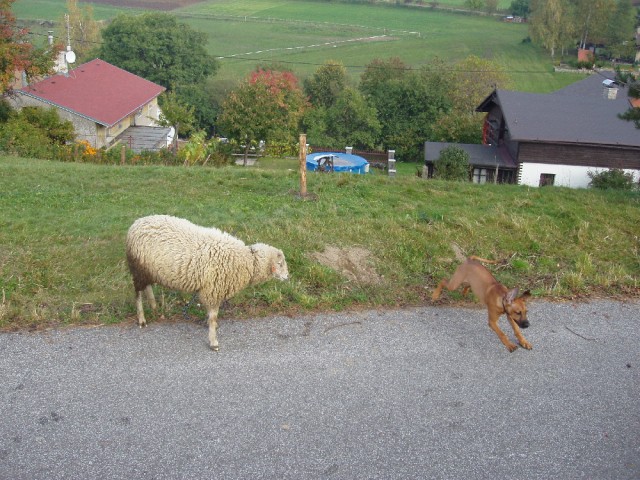 Vincent a oveka po tet