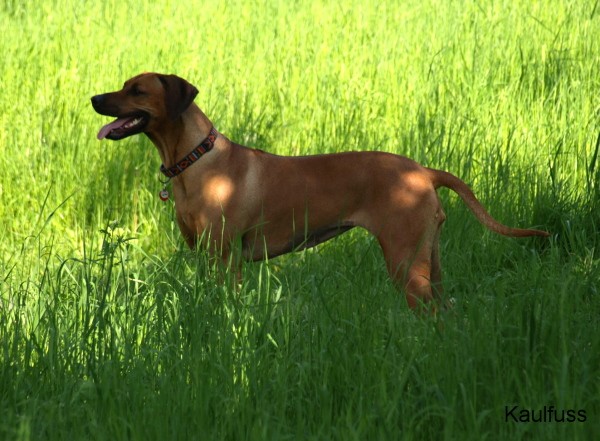 www.ridgeback-teplice.eu