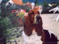 Basset a levandule - 3