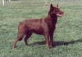 Australsk Kelpie