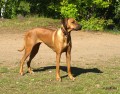 www.ridgeback-teplice.eu