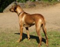 www.ridgeback-teplice.eu