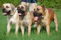 Boerboel-Istra, Arachne, Alex