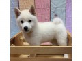 Zdrav tata Shiba Inu k adopci