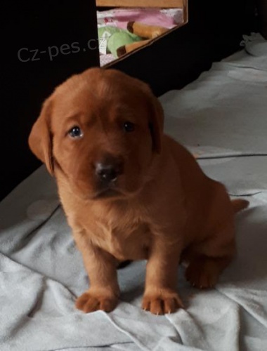 Labradorsk� retr�vr �t�n�tka 