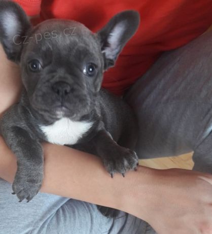 bulldog - Francouzsk� �t���tka Bouledogue