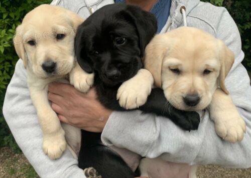 Labradorsk� retr�vr �t�n� na prodej