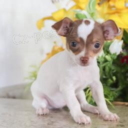 kr�sn� mu� a �ena �ivava k adopci