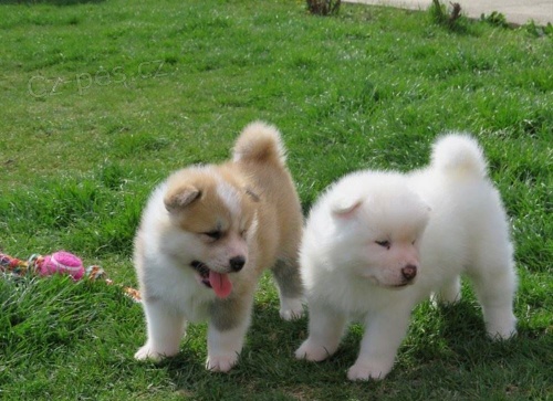 t�i adoptovateln� akity pro adopci zdarma.1 mu�i a 2 �eny