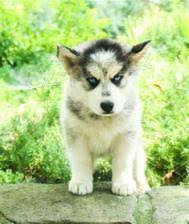 adoptivn� kr�sn� mu�sk� a �ensk� sibi�sk� husky