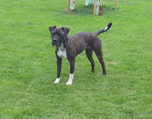 Americk� bandog - nab�dka feny