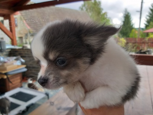 �ivava dlouhosrst�