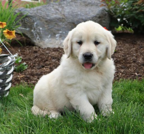 Nyn� m�te k dispozici. P�ijm�te sv� kr�sn� a hrav� �t��ata zlat�ho retr�vra samce a samice