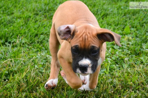 K dispozici hned te�. P�ijm�te sv� kr�sn� a hrav� �t���tka z boxer�