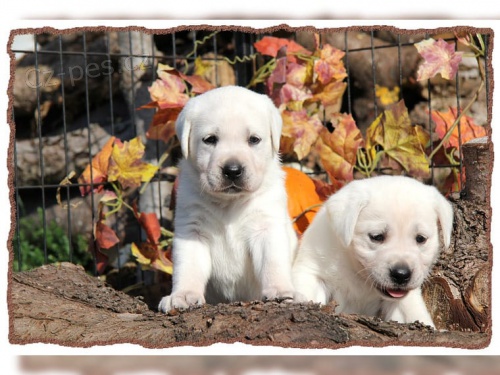 �t���tka labradora s PP